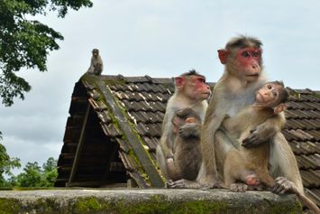 Arti Mimpi Monyet Masuk Rumah Menurut Islam dan Psikologi