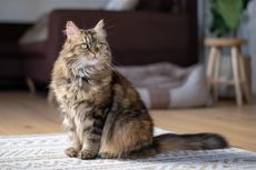 5 Fakta Menarik Kucing Maine Coon yang Bertubuh Besar