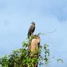 Wilmar Group Lakukan Konservasi Burung Pemangsa di Kalteng
