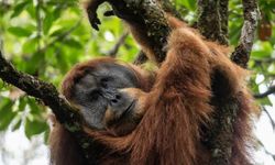 Menata Harapan Koeksistensi Manusia-Orangutan Tapanuli