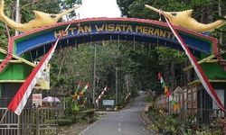 Hutan Meranti Putih, Destinasi Wisata di Kotabaru yang Rindang dan Sejuk
