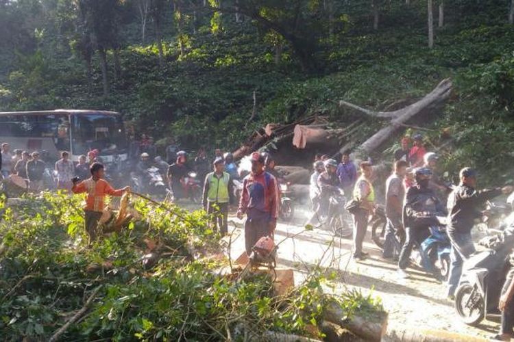 Pohon beringin tumbang Sabtu dini hari (18/2/2017) mengakibatkan jalur utama Banyuwangi Jember lumpuh total