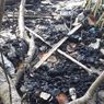 Ribuan Mangrove di Pesisir Lampung Timur Terdampak Pencemaran Limbah Hitam
