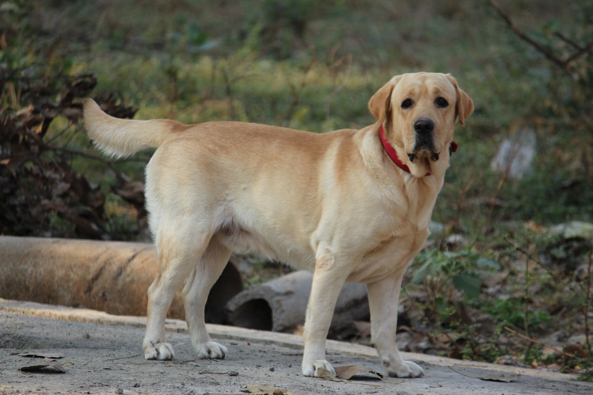 Ilustrasi ras anjing Labrador Retriever. 