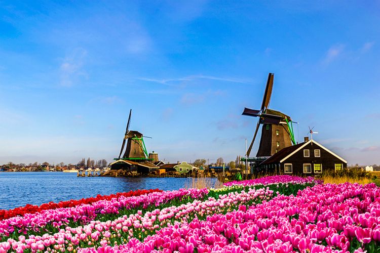Keindahan Tulip di Belanda.