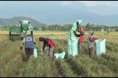 HPP Gabah Rp 5.000 di Tingkat Petani, Bulog: Berapa Pun Harganya Kita Gunakan