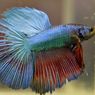 8 Jenis Ikan Aquascape yang Bisa Mempercantik Akuarium