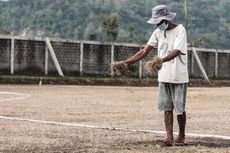 Pembangunan Lapangan TC PS Sleman Masuki Fase Tanam Rumput