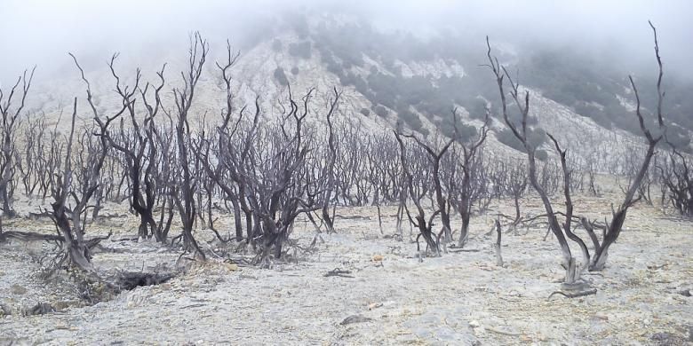 Hutan mati yang dipenuhi kabut, Gunung Papandayan, Jawa Barat