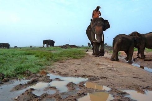 Gajah Liar Kembali Usik Ketenangan Warga di Bireuen