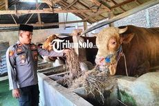 Sapi Milik Kapolsek di Sragen Dibeli Jokowi untuk Hewan Kurban