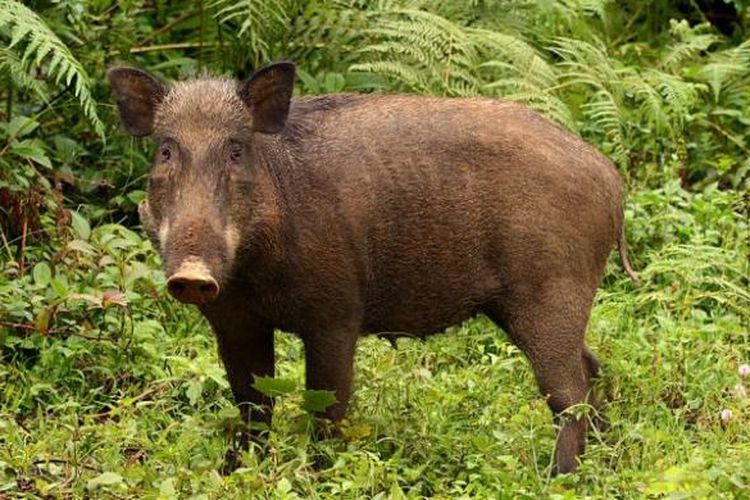 Fakta Baru Babi Hutan Serang Warga Ukuran Lebih Besar Dari Kambing Hingga Berduel Halaman All Kompas Com