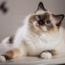 7 Cara Mengatasi Hairball pada Kucing Peliharaan