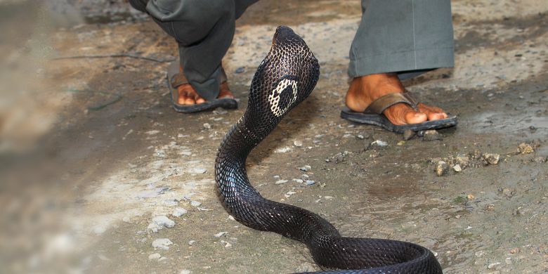 Ilustrasi ular kobra