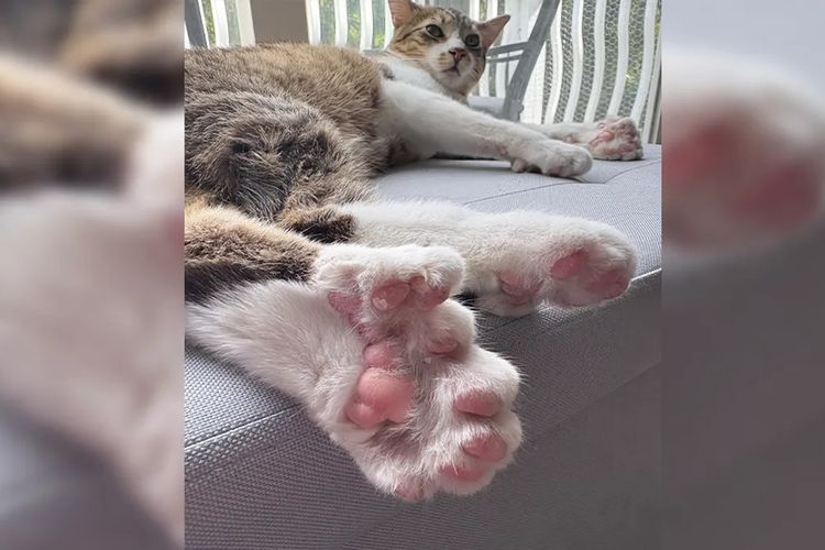 Toby si Kucing Punya 28 Jari Kaki, dan Ini Penjelasan Ilmiahnya