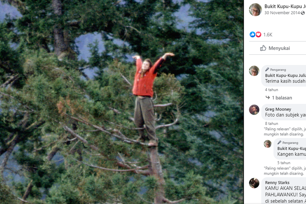 Kisah Julia Butterfly Hill, Tinggal di Pohon Tua Selama 2 Tahun sebagai  Aksi Protes