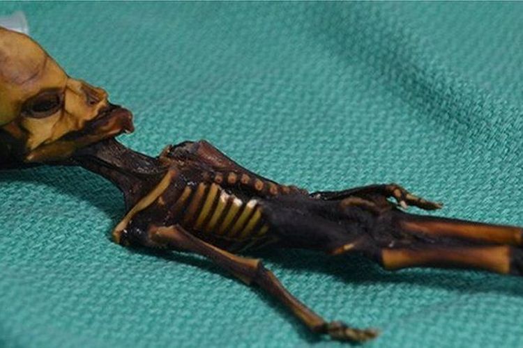 Misteri penemuan kerangka yang disebut mumi alien terungkap melalui penelitian genomik.