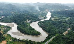 Hutan Lestari, Solusi Alami Turunkan Suhu Bumi