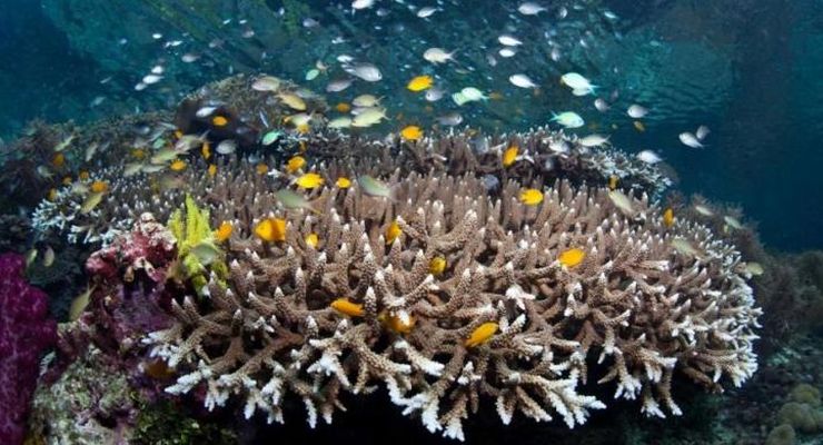 Masih Adakah Kehidupan Laut Dalam yang Belum Pernah Ditemukan?