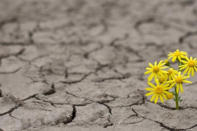 ilustrasi kekeringan.