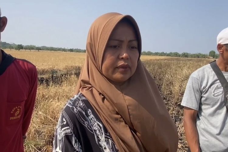 Pilu Dede Petani di Majalengka, Padinya Hangus Terbakar saat Dipanen