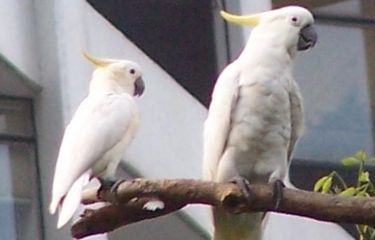 Kenapa Kakatua Disebut Burung yang Pintar? Ini Penjelasannya ...