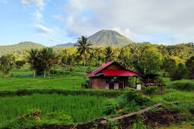 Pemandangan Gunung Lokon dan sawah di Tomohon, Sulawesi Utara. 