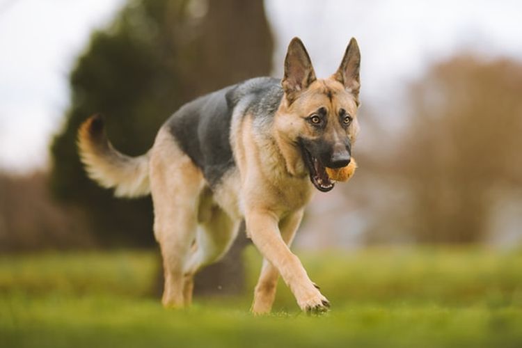 Ilustrasi anjing German shepherd