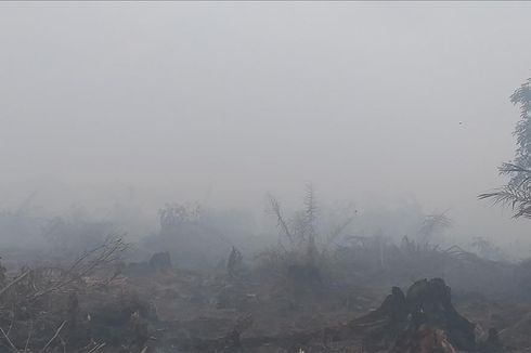 Ditemukan Satu Titik Api di Kawasan Taman Nasional Tesso Nilo Riau