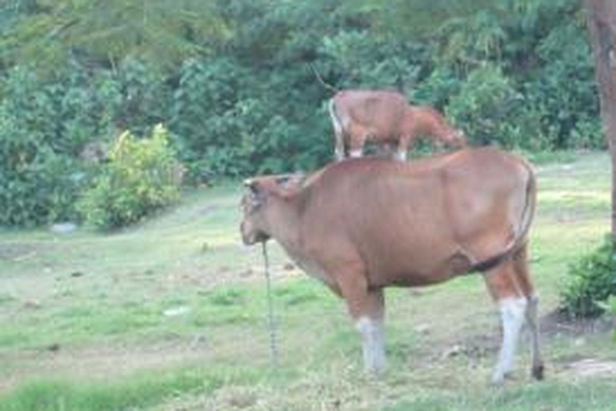 Sapi Bali yang dipelihara oleh warga di Jalan Tukad Musi Denpasar