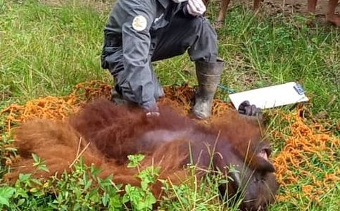 Animals Gone Wild: Orangutan Evacuated after Entering Village in East Kalimantan, Indonesia