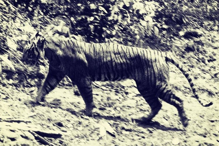 Ahli Yakin Harimau Jawa Tak Mungkin Masih Ada dengan Kondisi Saat Ini