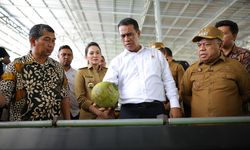 Perkuat Hilirisasi Perkebunan, Kementan Siapkan 10.000 Ha Lahan Kelapa di Maluku Utara