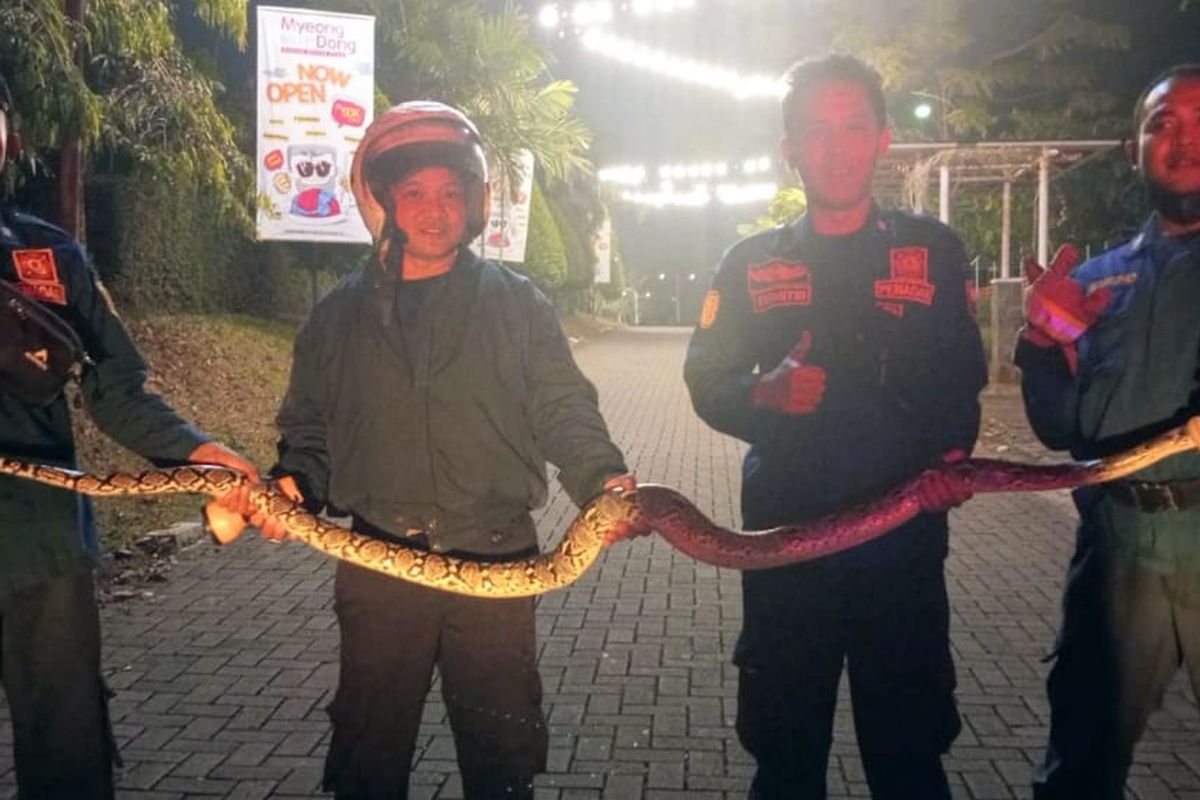 Anggota Damkar Kabupaten Semarang mengevakuasi ular sanca sepanjang dua meter