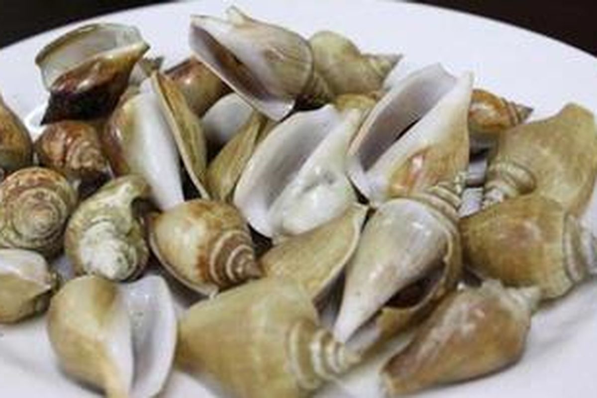 Kerang Gonggong.