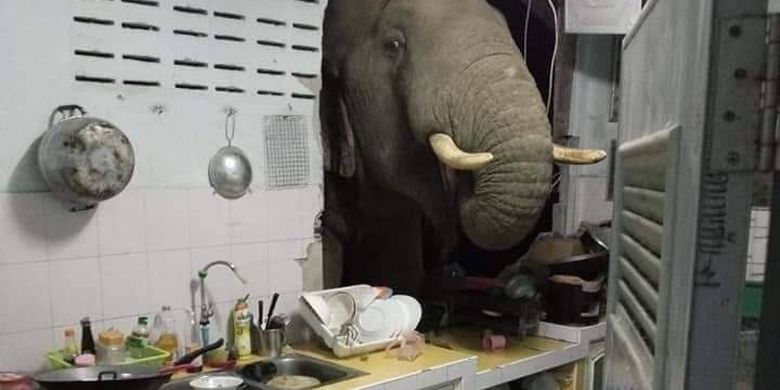 Gajah yang Jebol Tembok Warga untuk Minta Makan, Ketagihan dan Dobrak Rumah Orang Lain - Vimarsana News