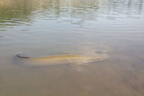 KKP Buka Posko Pengaduan Ikan Arapaima Gigas di Surabaya