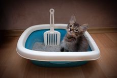 4 Cara Hentikan Perilaku Kucing Buang Air Sembarangan