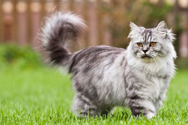 Kucing yang hidup outdoor biasanya memiliki usia lebih pendek daripada kucing indoor.