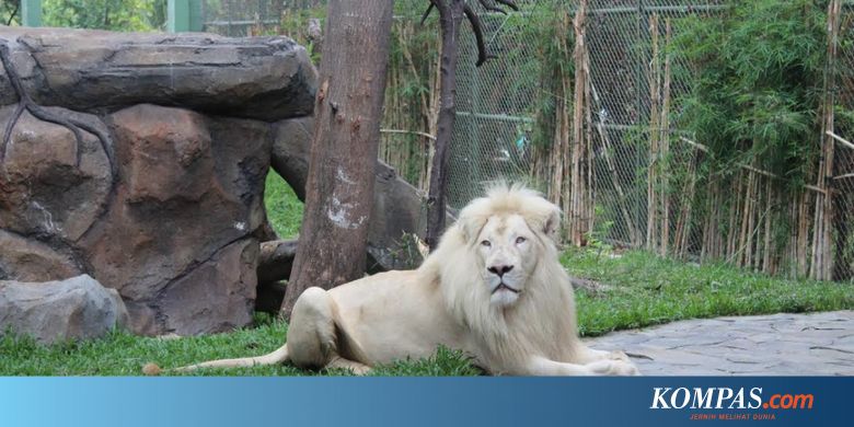 Mau Lihat Singa Putih Di Jakarta Ada Kok