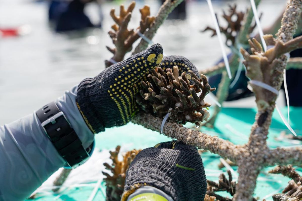 Proses pengikatan fragmen terumbu karang ke reef star yang dilakukan di Pulau Bontosua pada Selasa (11/07/2023) dalam acara The Big Build Indonesia 2023. Acara ini merupakan kegiatan restorasi terumbu karang tunggal terbesar di dunia pada tahun 2023. Dalam kesempatan ini, MARS bersama para mitra akan menanam 30.000 fragmen terumbu karang menggunakan 2.000 reef stars dalam waktu empat hari. 