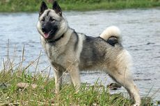 8 Ras Anjing Asal Skandinavia, Penampilannya Mengagumkan