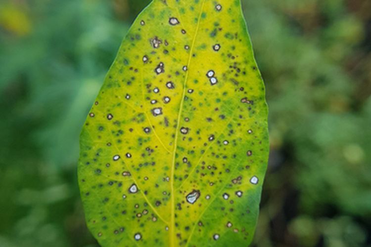 Ilustrasi gejala penyakit bercak daun