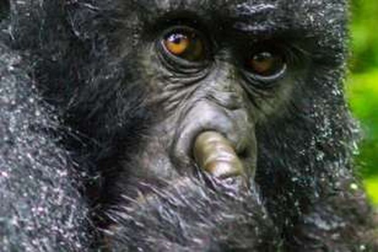 Seekor gorila tertangkap kamera sedang asyik mengupil di sebuah tanam nasional di Rwanda, Afrika.