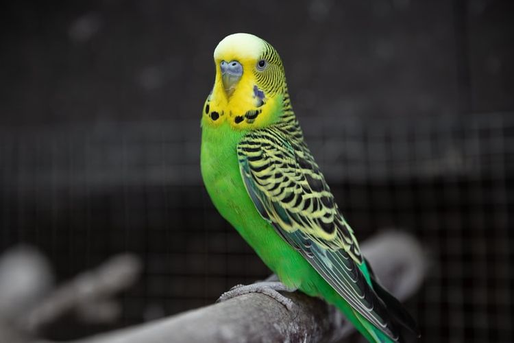 Ilustrasi burung Budgie (Parkit)