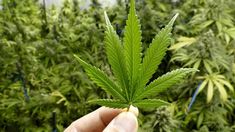 Bawa Ganja ke Bali, WN Malaysia Divonis Rehabilitasi 10 Bulan