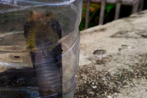 2 Anak Ular Kobra Masuk Rumah Warga di Ngawi, Tim SAR Turun Tangan