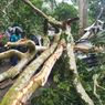 Mobil Tertimpa Pohon Tumbang di Jember, Sopir Terjepit dan Tewas