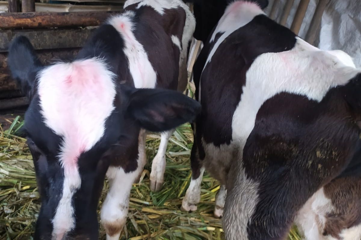 Potret beberapa sapi milik warga di Desa Sumbergondo, Kota Batu, Jawa Timur beberapa waktu lalu nampak adanya gejala PMK. 