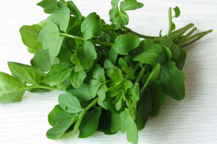 Tanaman selada air atau Nasturtium,Officinale